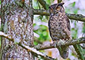 Bubo virginianus